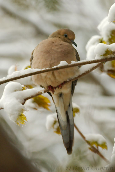 mourning-dove-2.jpg