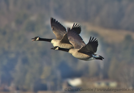 Ducks, Geese, & Swans
